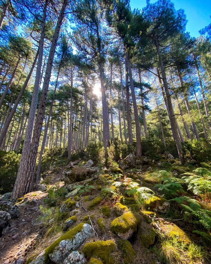 Auberge De La Foret Bonifatu كالينزانا المظهر الخارجي الصورة